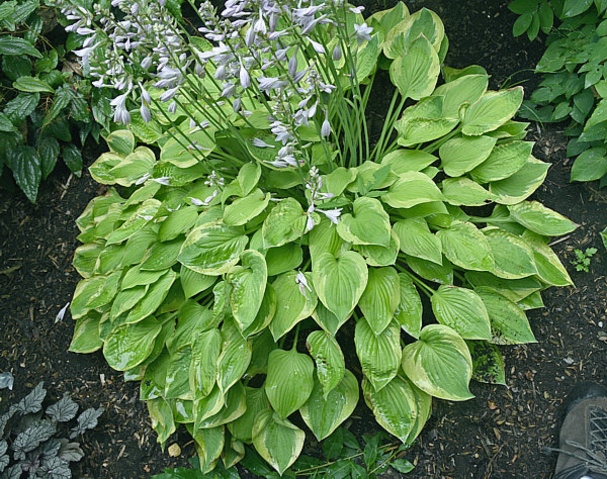 Home Sweet Home Hosta