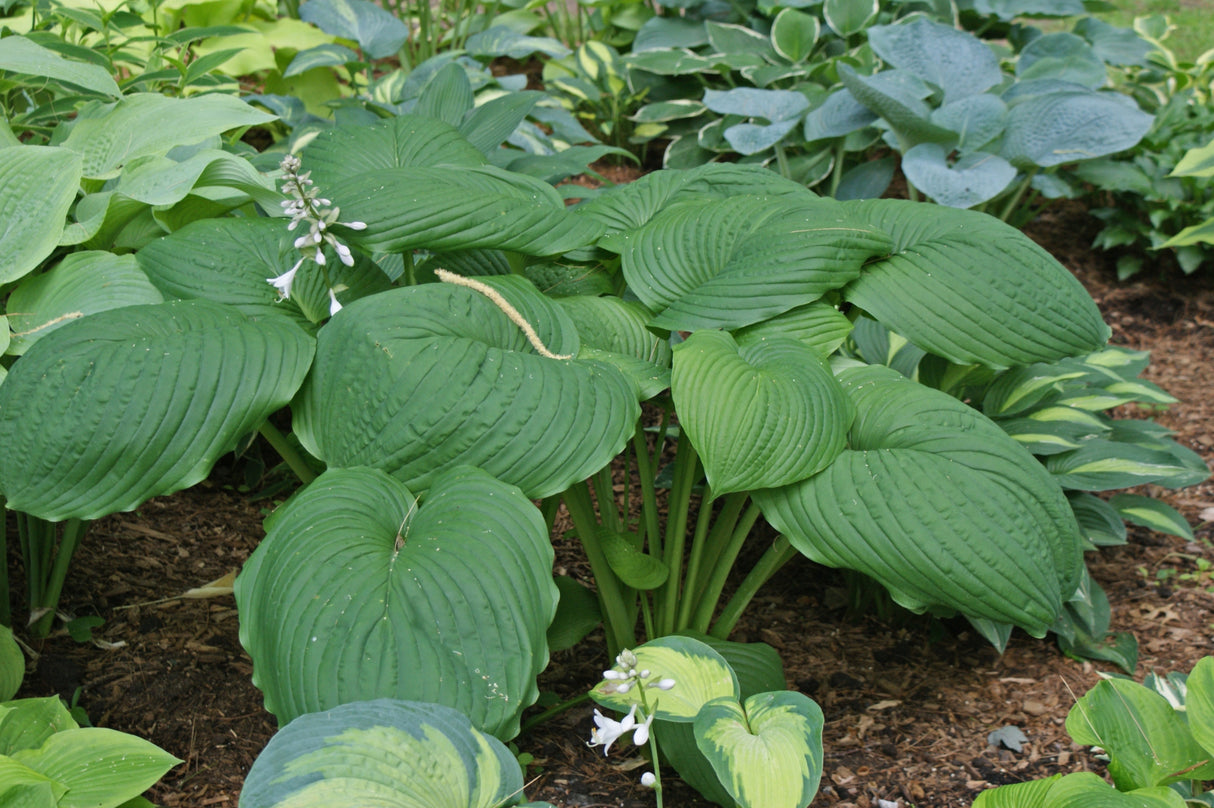 Hoosier Dome Hosta