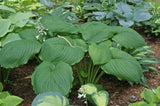 Hoosier Dome Hosta