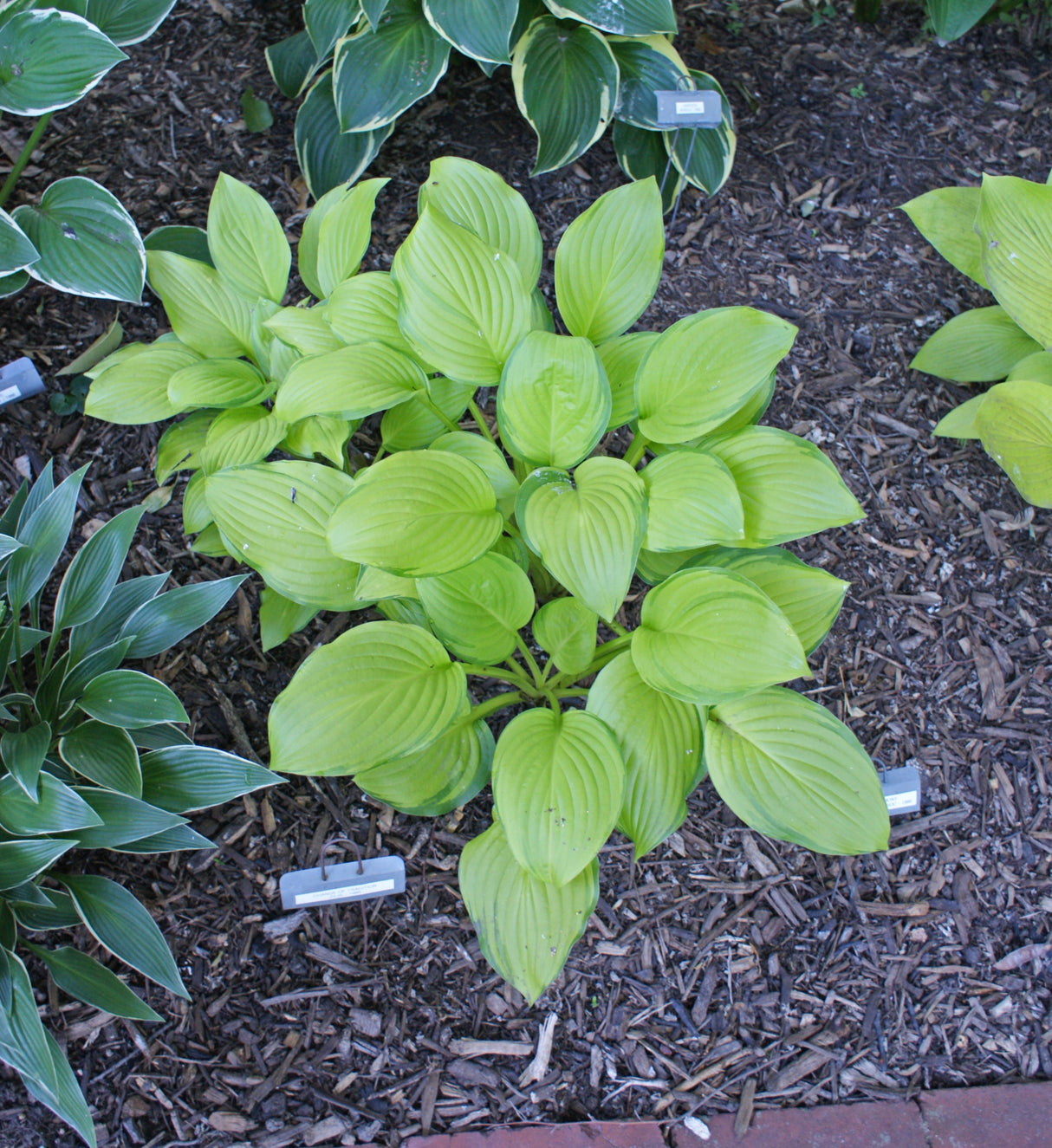 Hoosier Harmony Hosta