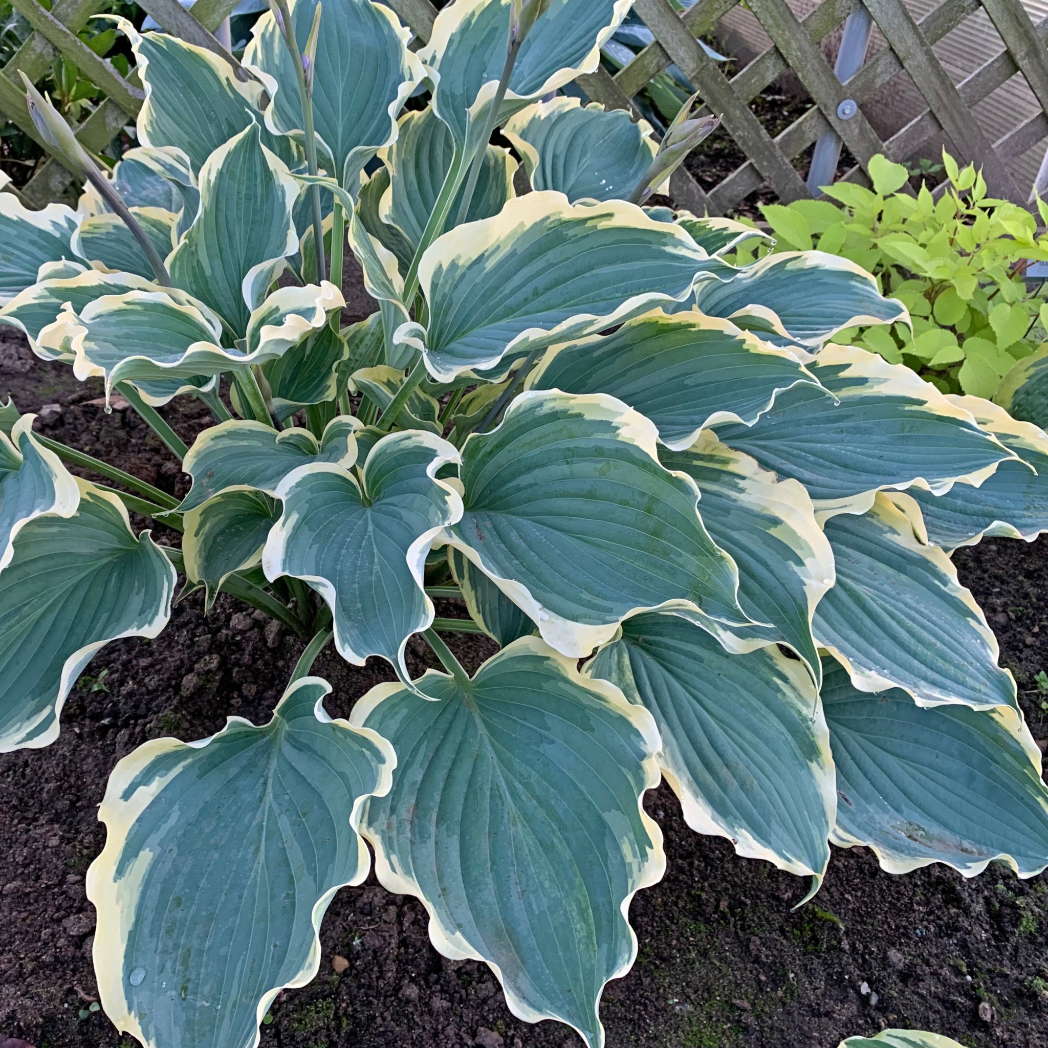 Hope Springs Eternal Hosta PPAF - 4.5 Inch Container (NEW For 2021
