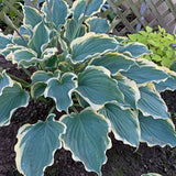 Hope Springs Eternal Hosta PPAF - 4.5 Inch Container (NEW For 2021!)