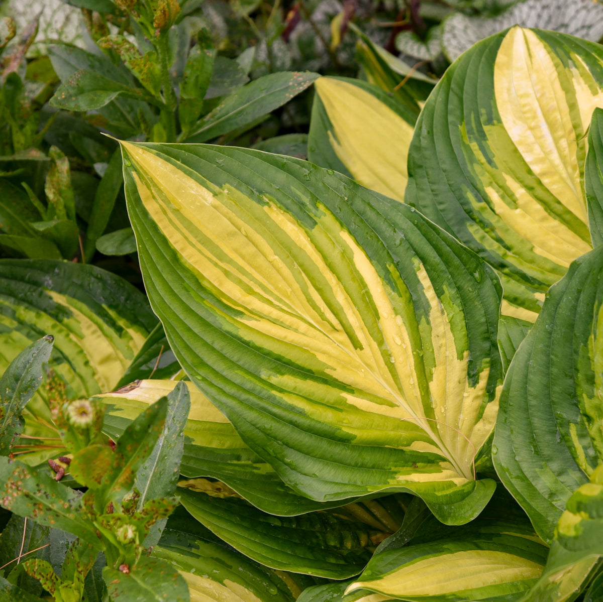 Buy Hostas Online From NH Hostas - Catalog A-G