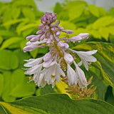 Affair to Remember PP35945 Hosta