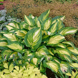 Affair to Remember PP35945 Hosta