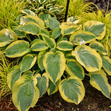 Chance Encounter Hosta