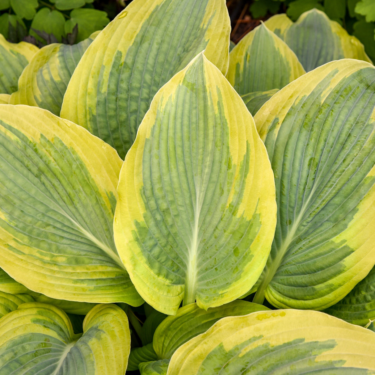Chance Encounter Hosta