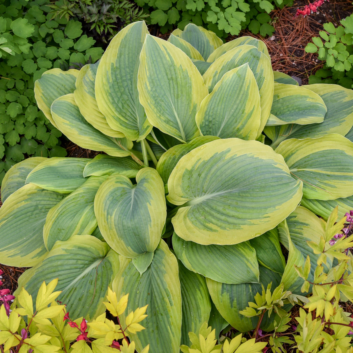 Chance Encounter Hosta