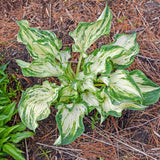 Frog in My Throat Hosta