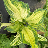 Frog in My Throat Hosta