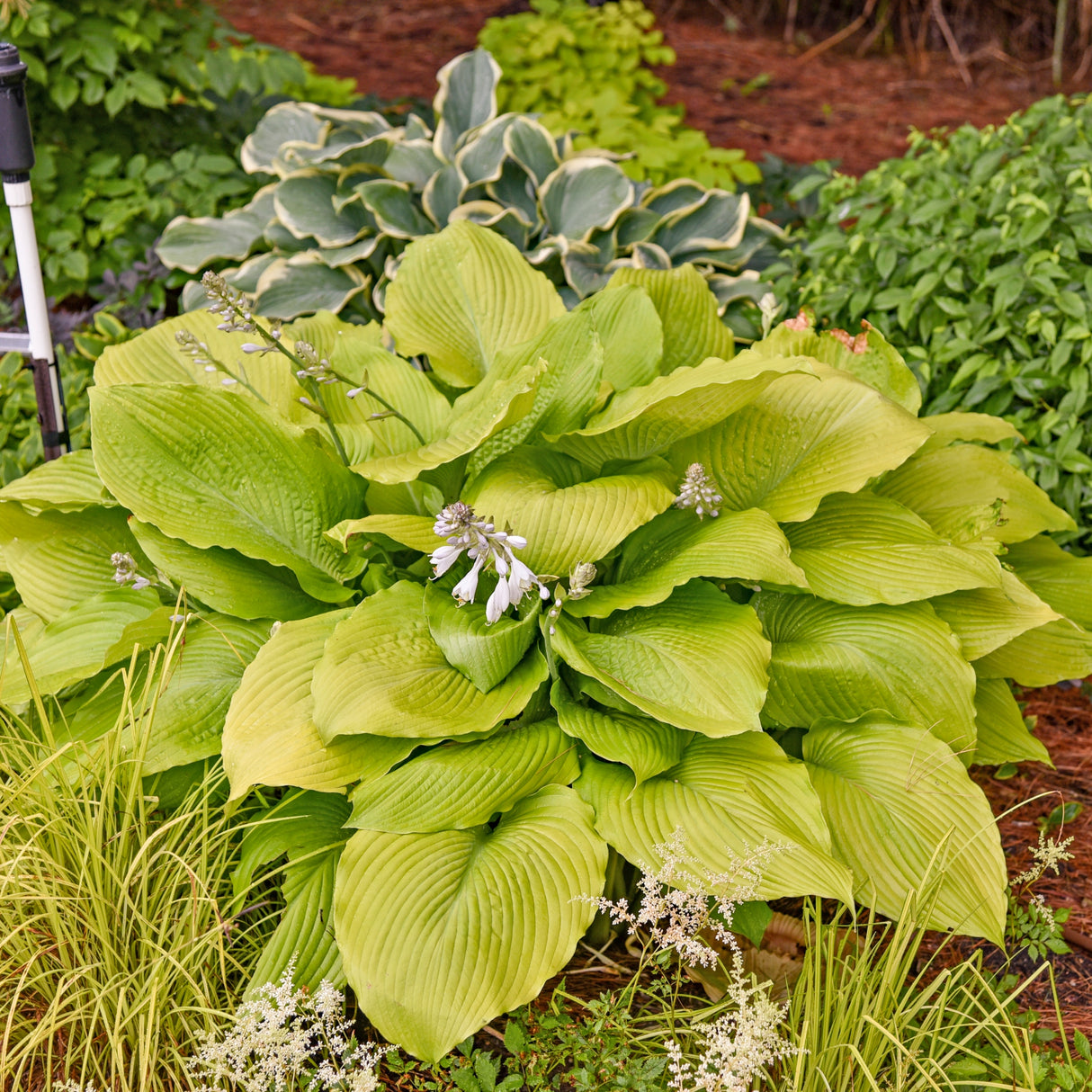 Humungosaurus Hosta