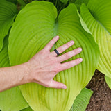 Humungosaurus Hosta