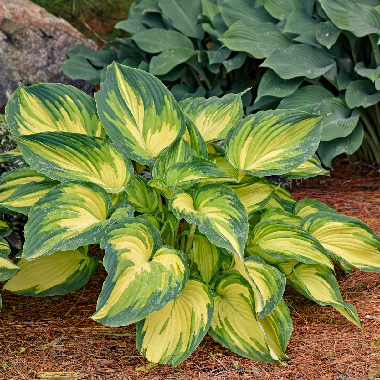 My Fair Lady Hosta