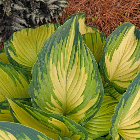 My Fair Lady Hosta