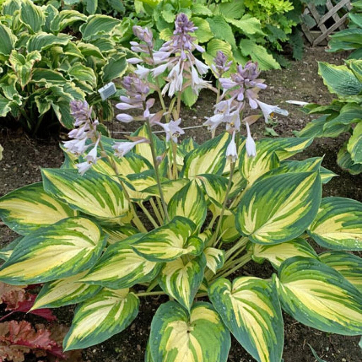 My Fair Lady Hosta