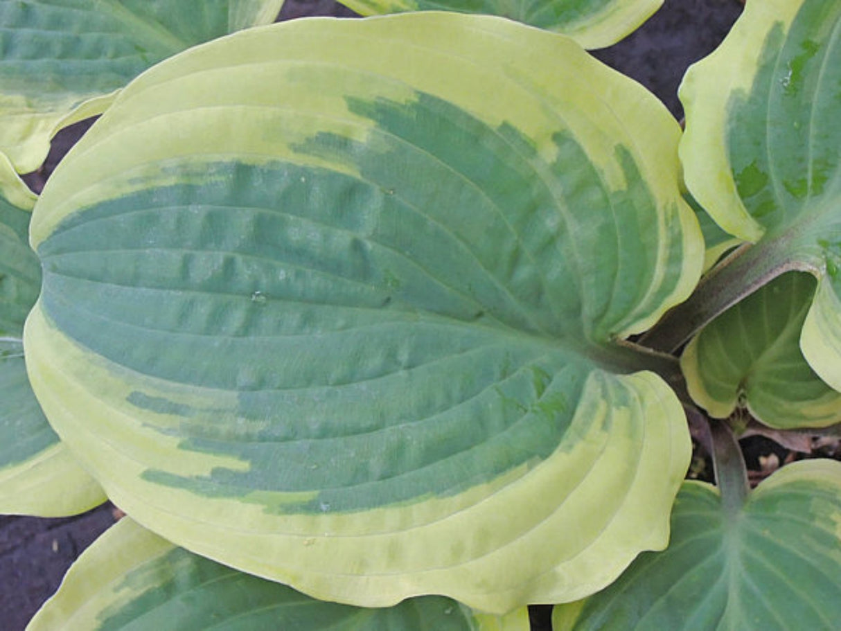 Hot Stuff Hosta