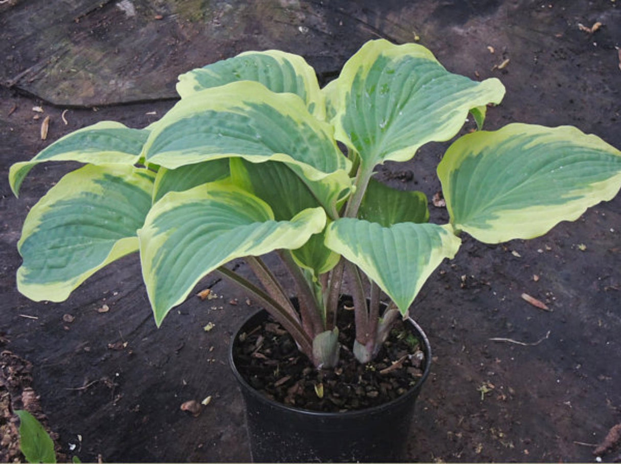 Hot Stuff Hosta