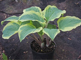 Hot Stuff Hosta