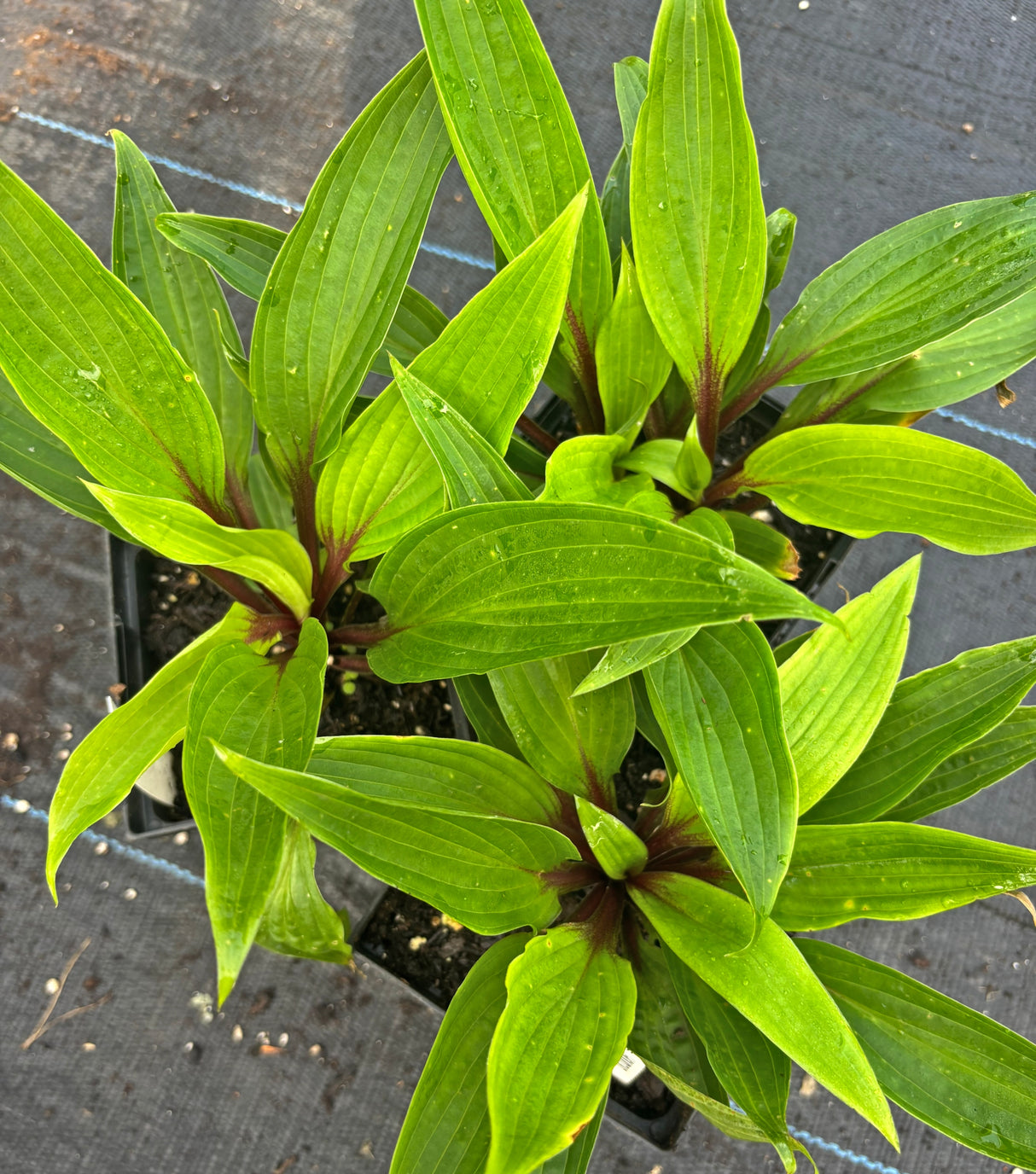 Houdini Hosta