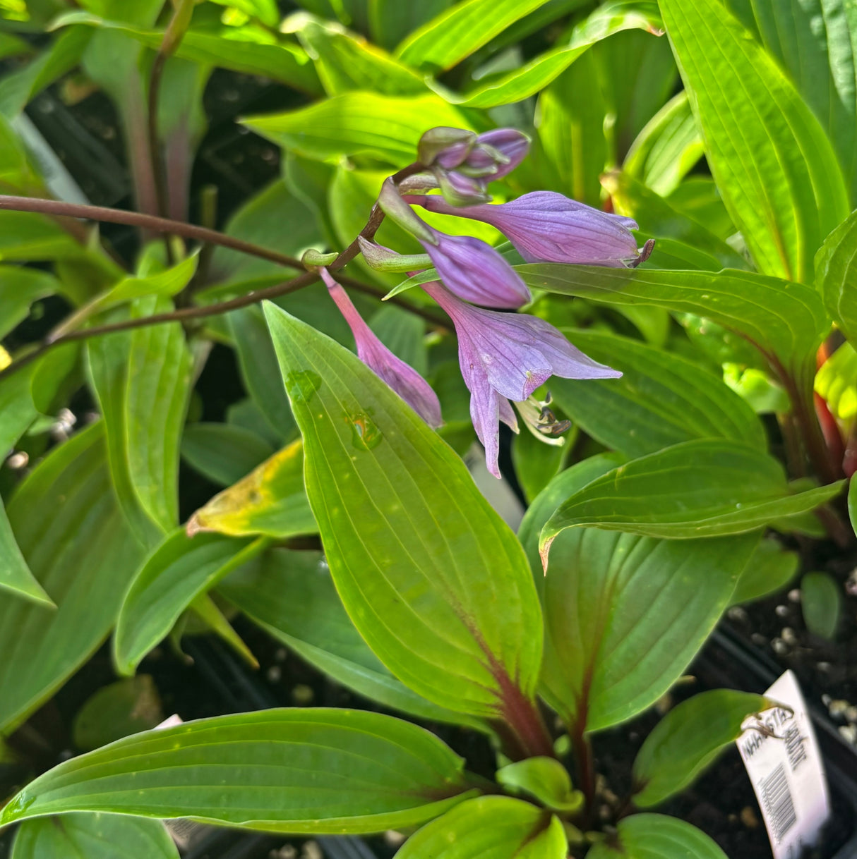Houdini Hosta
