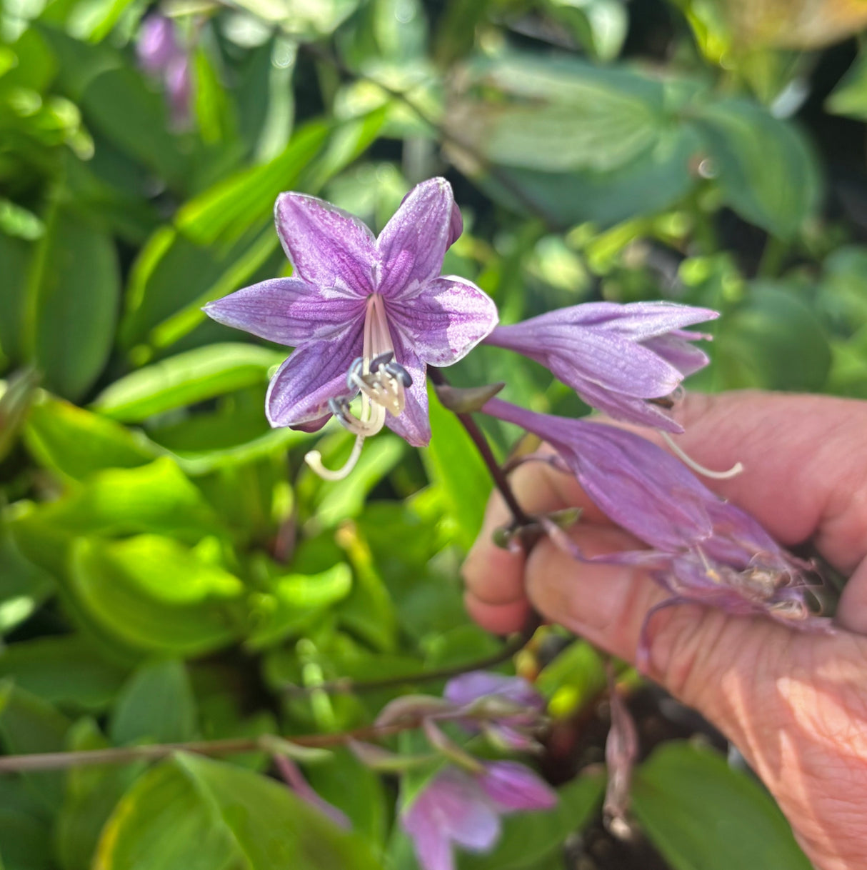 Houdini Hosta