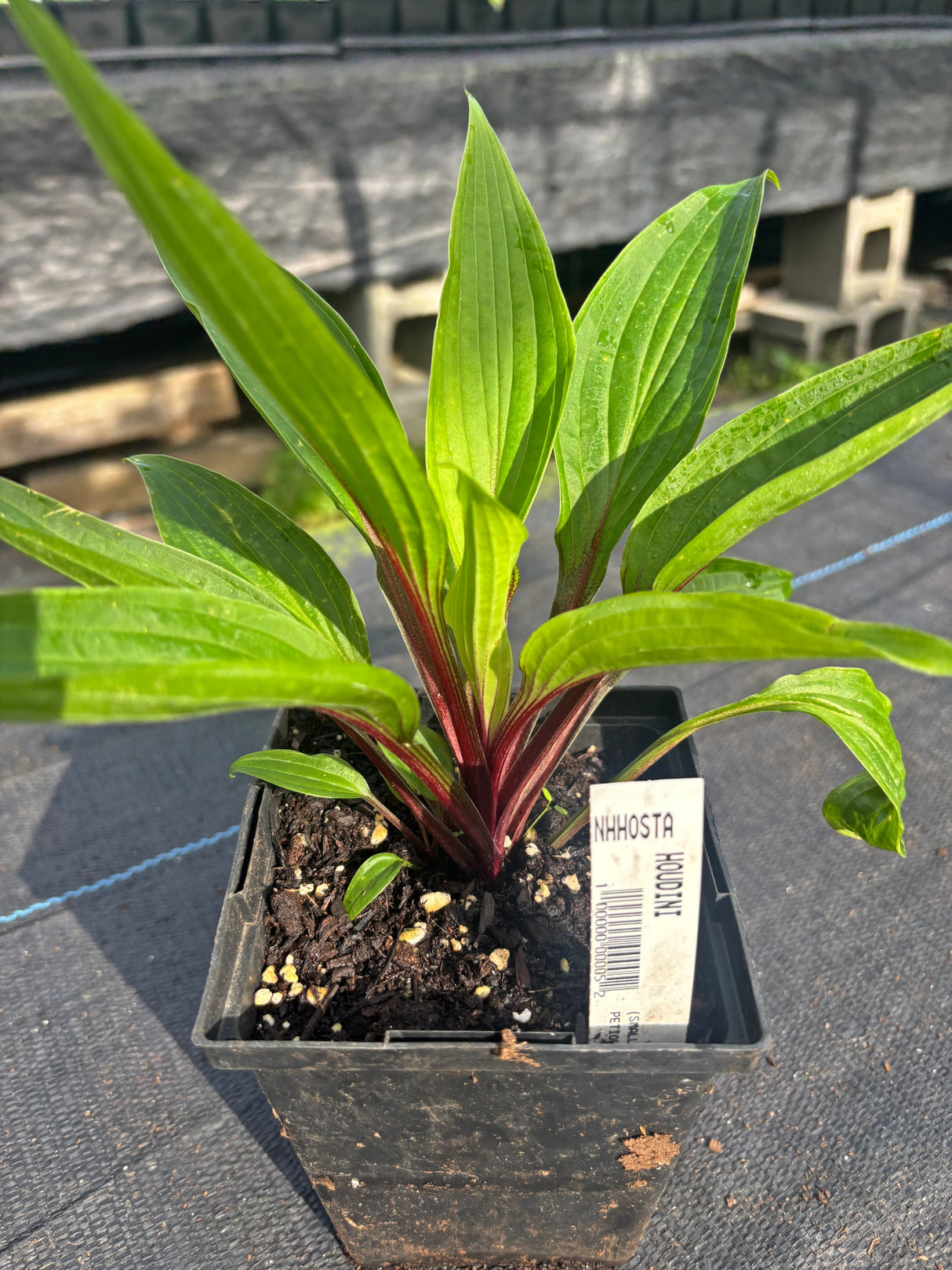 Houdini Hosta