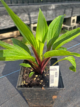Houdini Hosta