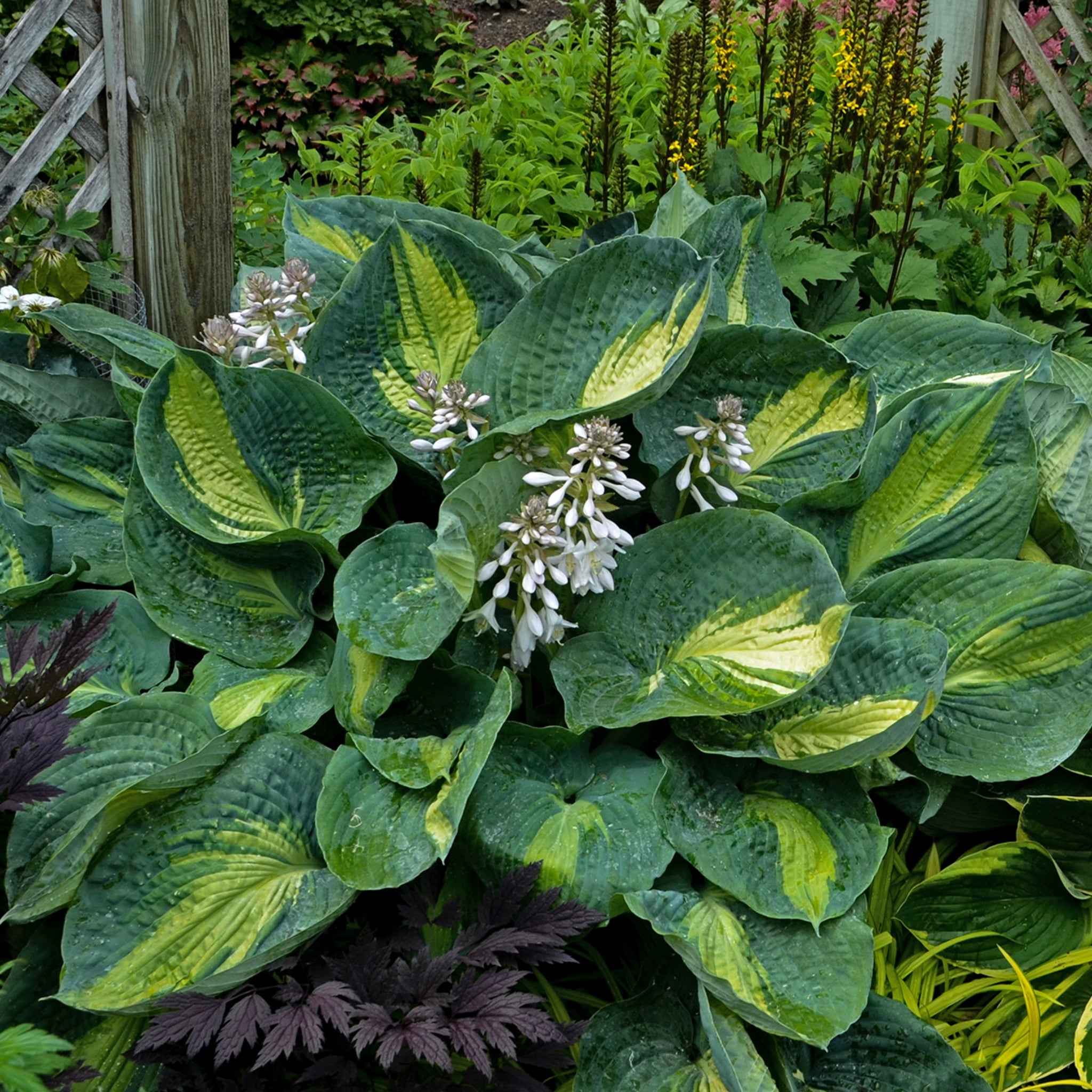 Hudson Bay Hosta - Shade Perennial Slug Resistant Hosta Plant – NH