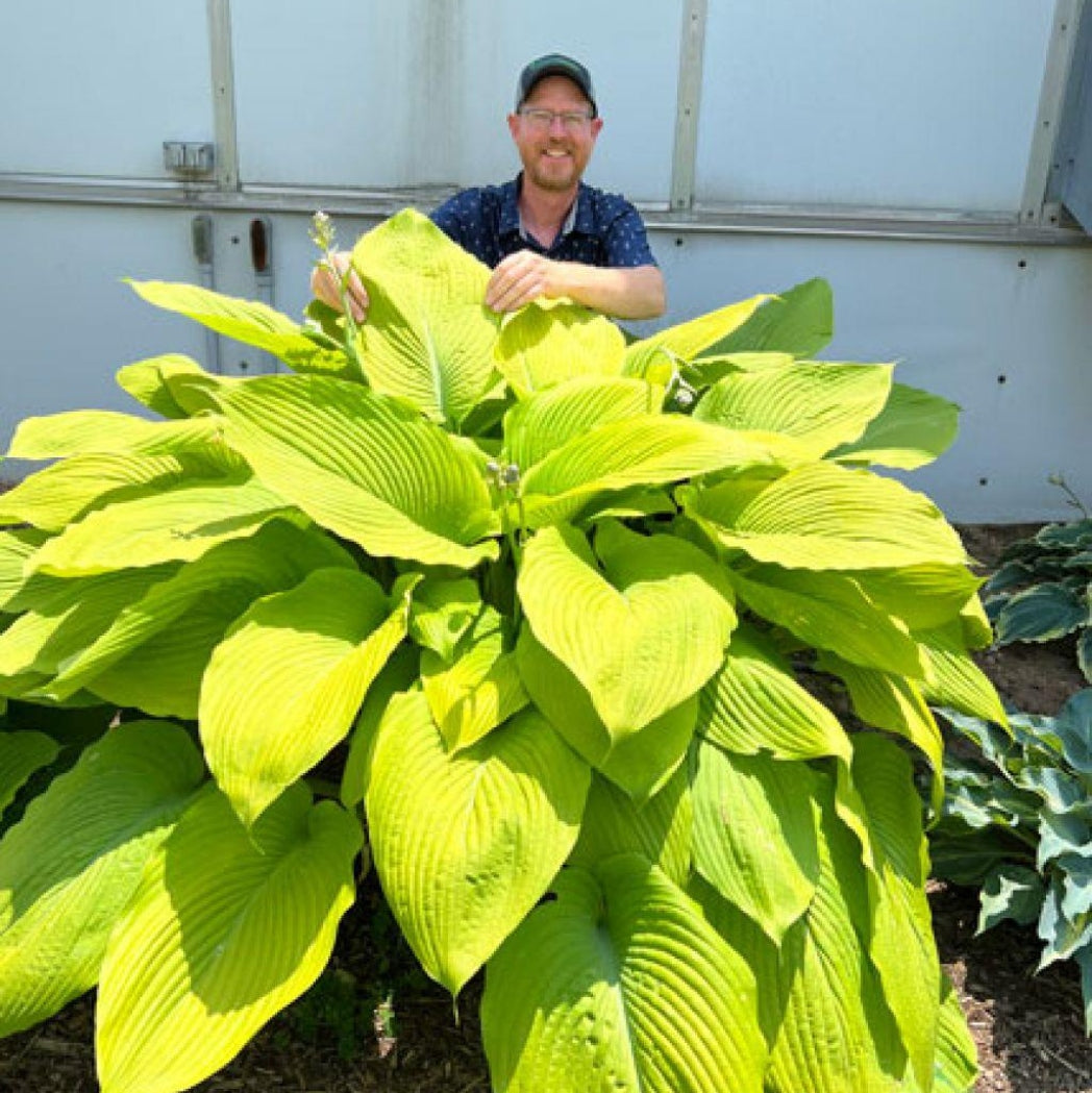 Humungosaurus Hosta