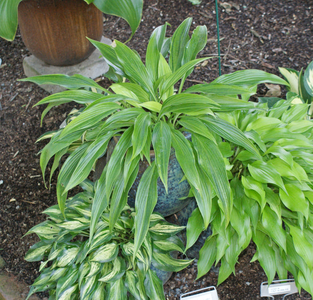 Hyuga Urajiro Hosta