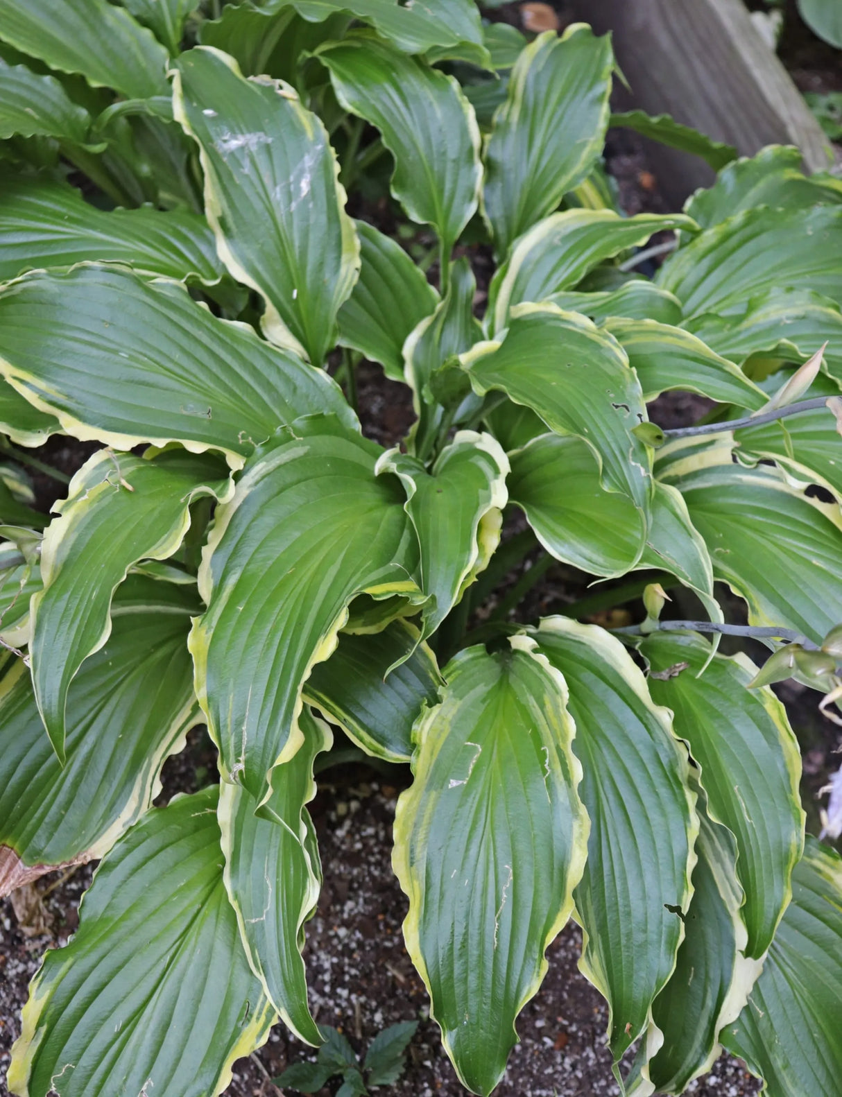 Quicksand Hosta