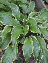 Quicksand Hosta