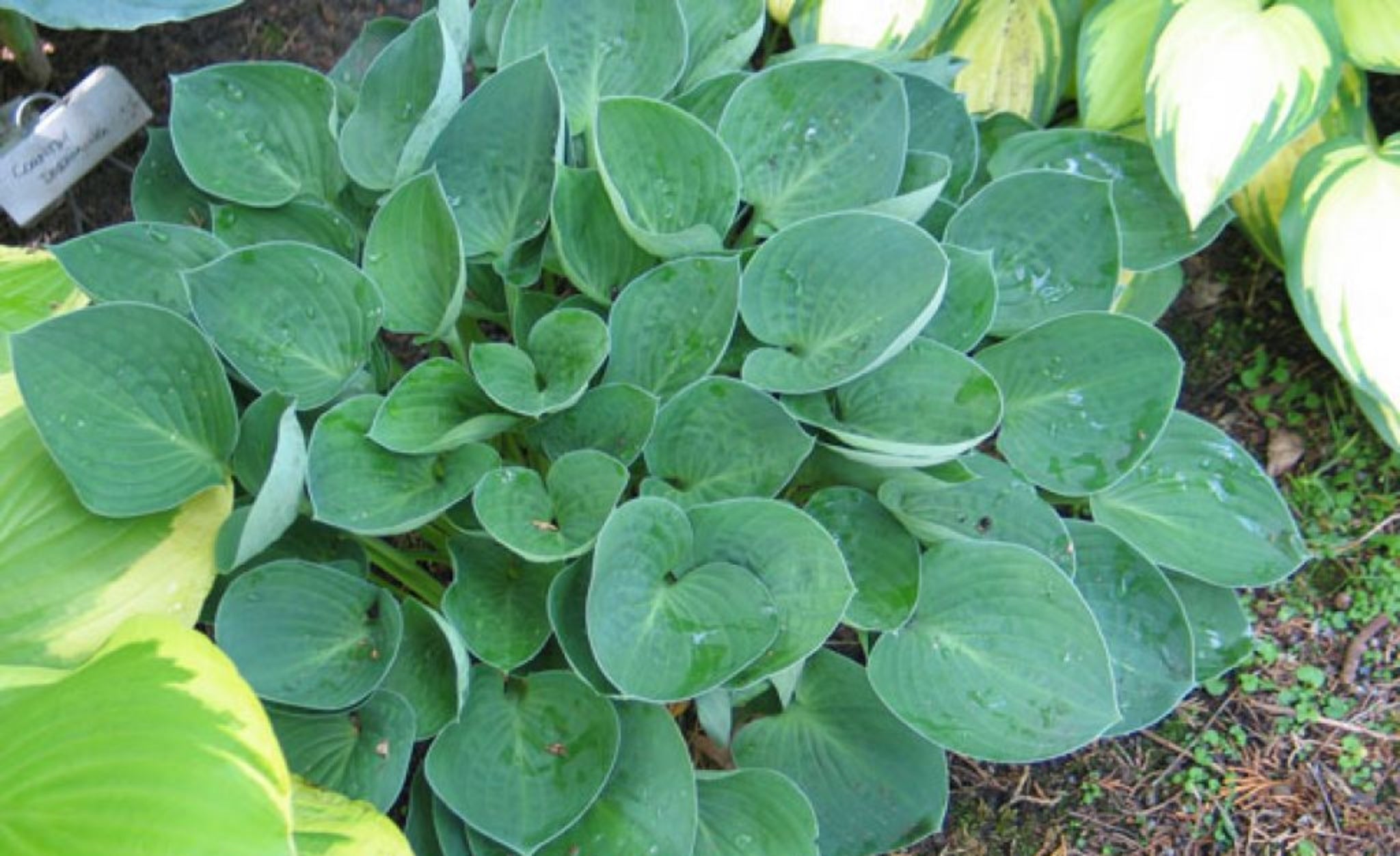 hostas as indoor plants Inside Scoop Hosta