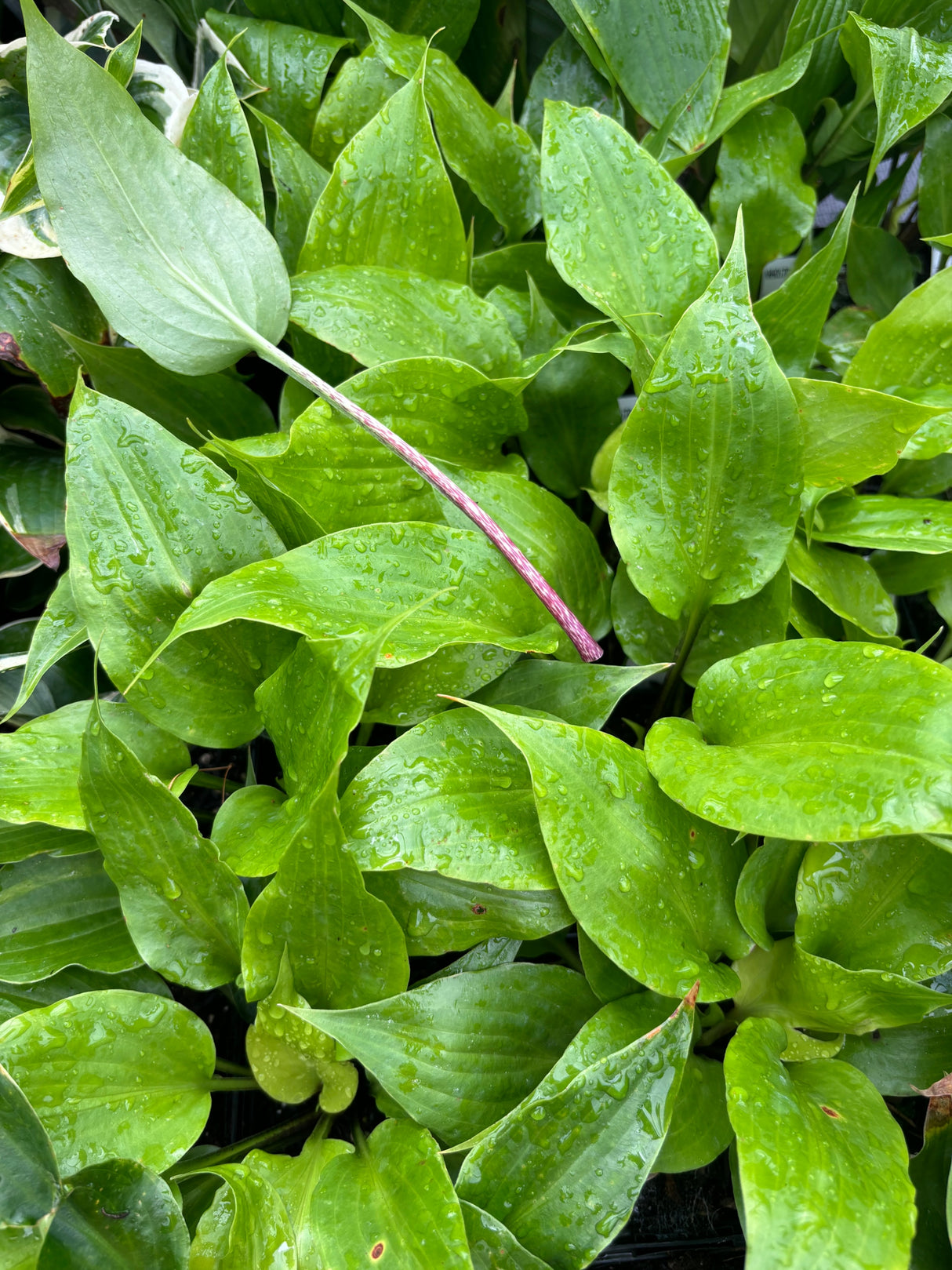 Invincible Limit Hosta