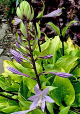 Invincible Spirit Hosta