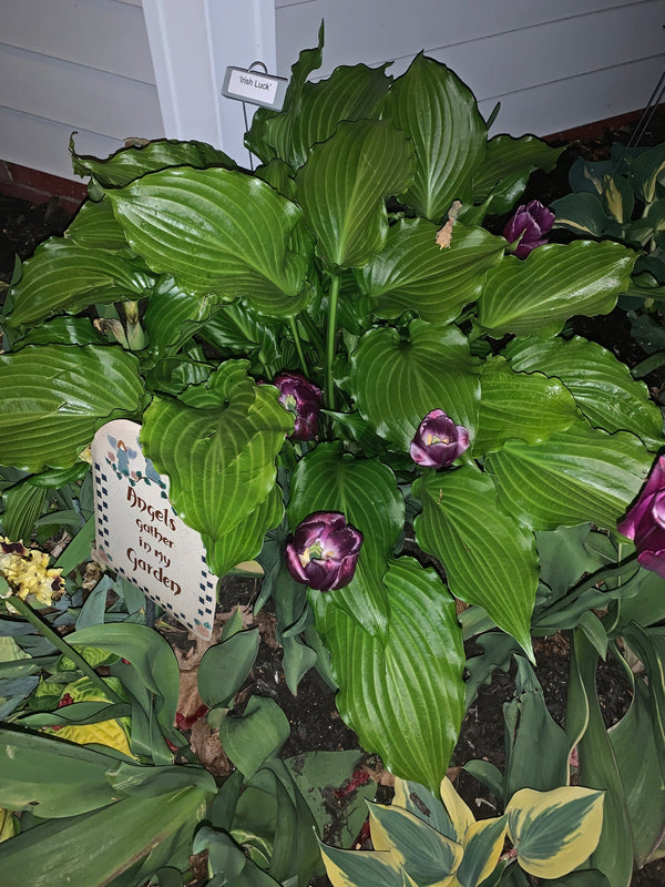 Irish Luck Hosta