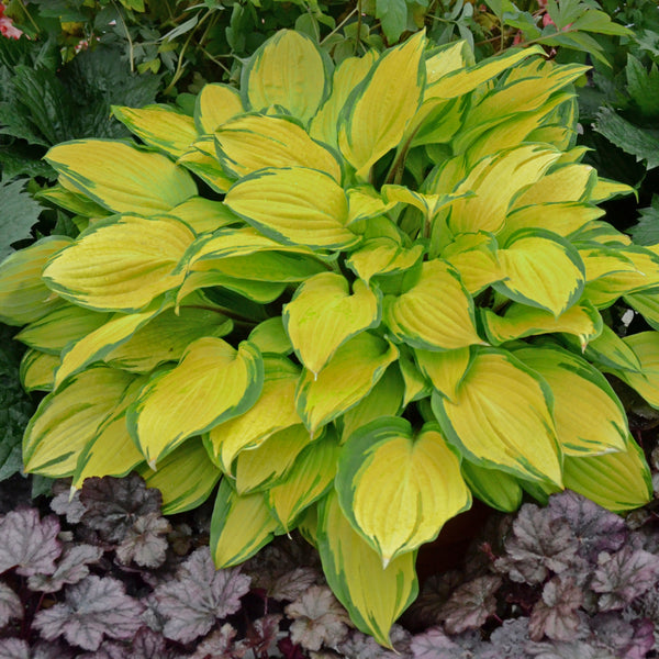 Island Breeze Hosta
