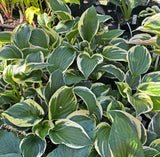 Ivory Sparks Hosta