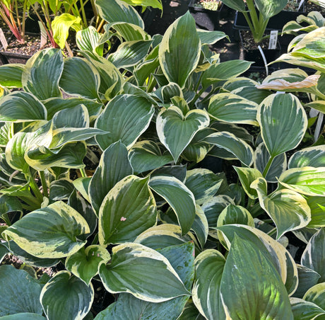 Ivory Sparks Hosta