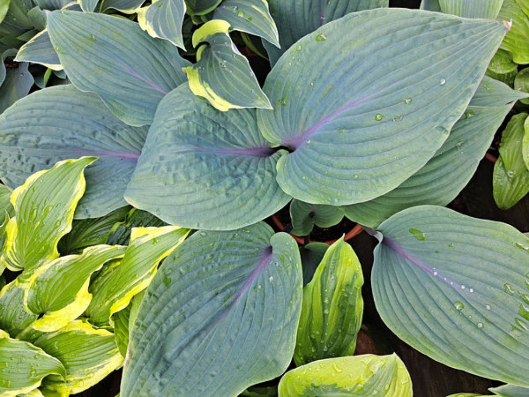 Jack Be Nimble Hosta Courtesy of The Hosta Library