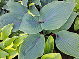 Jack Be Nimble Hosta Courtesy of The Hosta Library