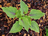 Jack Be Nimble Hosta Courtesy of The Hosta Library