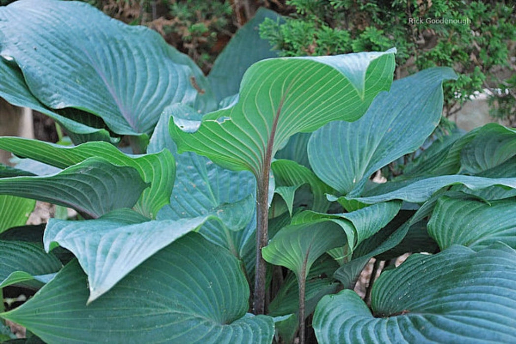 Jack Be Nimble Hosta Courtesy of The Hosta Library