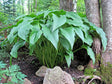 Jade Cascade Hosta