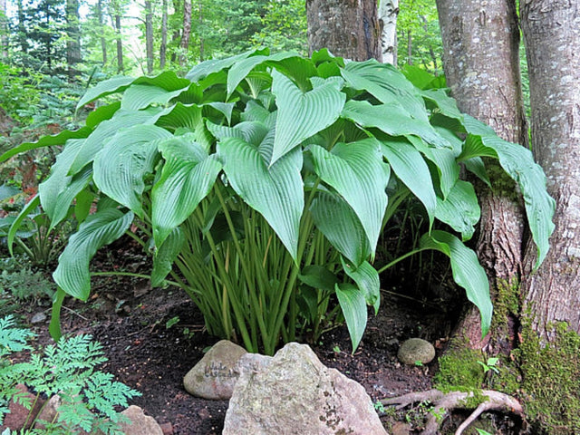 Jade Cascade Hosta