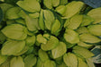 Janet Hosta