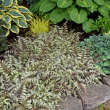 Japanese Painted Fern