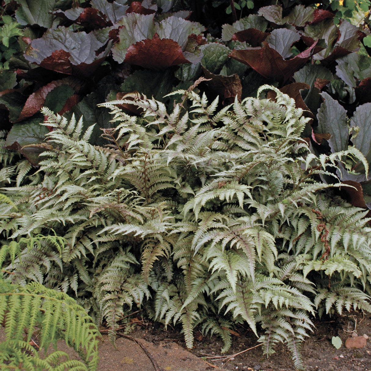 Japanese Painted Fern