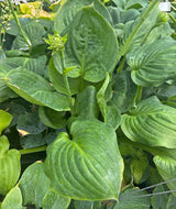 Jasmine Hosta
