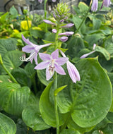 Jasmine Hosta